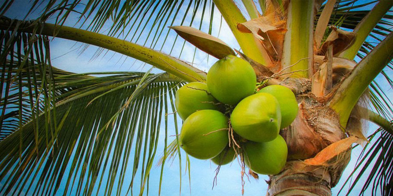 Hướng dẫn bón phân cho cây dừa hữu cơ