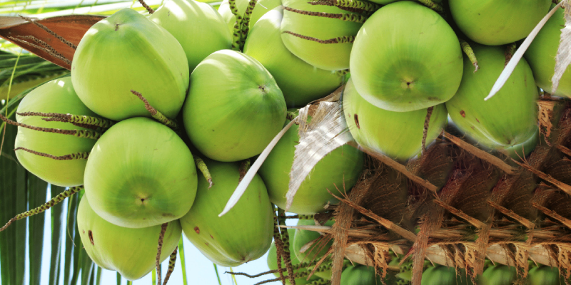 Kỹ thuật chăm sóc cây DỪA