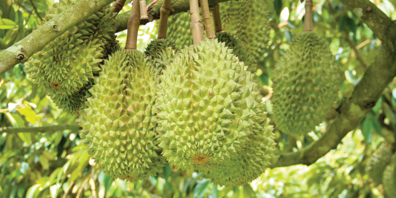 Hướng dẫn bón phân cho cây Sầu Riêng