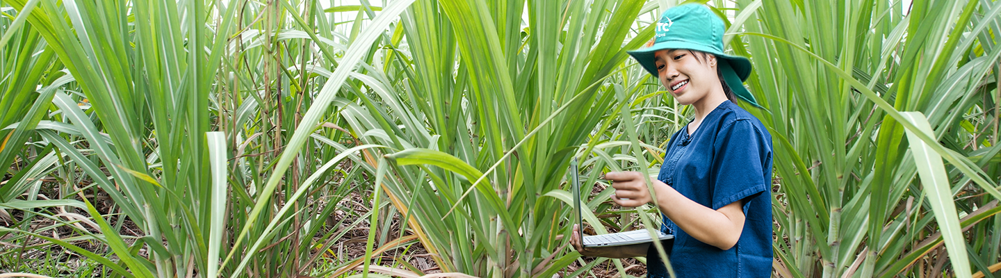 Kỹ thuật chăm sóc cây trồng