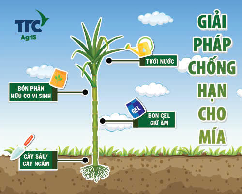 4 GIẢI PHÁP CẦN THIẾT CHỐNG HẠN CHO MÍA.